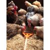 Hentastic Fun Feeder, ideal for Chick Sticks    