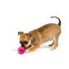 Dog Comets Ball Stardust Roze M 2-pack    