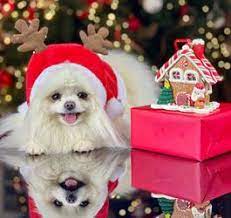 De leukste en handigste kerstcadeaus voor jouw hond of kat