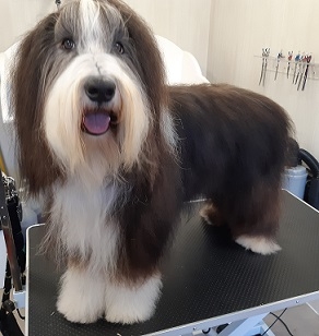 Bearded Collie Bearded Collie
