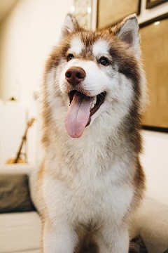 Husky Husky