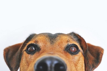 help mijn hond verhaart help mijn hond verhaart