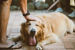 Golden retriever Golden retriever