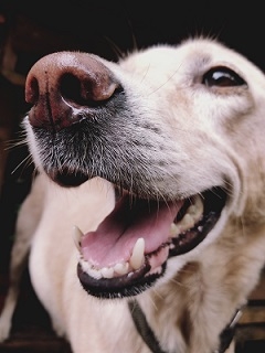 Labrador Labrador