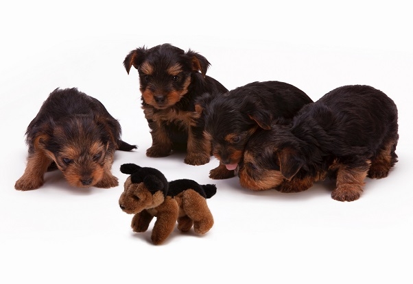 knuffel hond knuffel hond